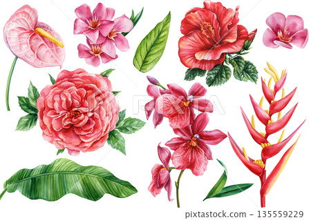 Tropical botanical watercolor set with anthurium hibiscus rose orchid heliconia banana leaf and exotic floral elements 135559229