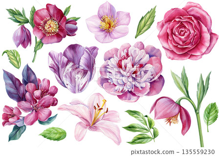 Pink and purple watercolor floral set with rose peony lily tulip cherry blossom and leaves isolated on white 135559230