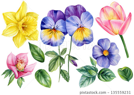 Colorful watercolor spring flower set with daffodil, pansy, pink tulip and green leaves isolated on white. Floral clipart Colorful watercolor spring flower set with daffodil, pansy, pink tulip and green leaves isolated on white. Floral clipart 135559231