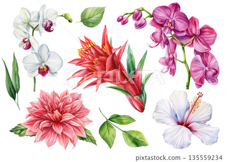 Tropical flowers watercolor set with orchids hibiscus dahlia red ginger blooms and green leaves isolated on white 135559234