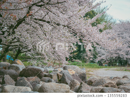 Cherry blossoms in full bloom at Kajo Park, Yamagata Castle 135559283