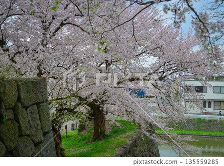 Cherry blossoms in full bloom at Kajo Park, Yamagata Castle 135559285