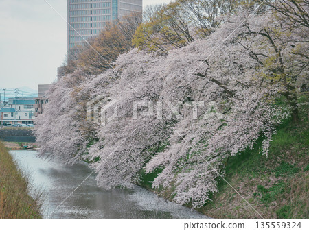 Cherry blossoms in full bloom at Kajo Park, Yamagata Castle Cherry blossoms in full bloom at Kajo Park, Yamagata Castle 135559324