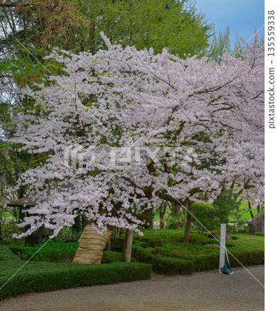 Cherry blossoms in full bloom at Kajo Park, Yamagata Castle Cherry blossoms in full bloom at Kajo Park, Yamagata Castle 135559338