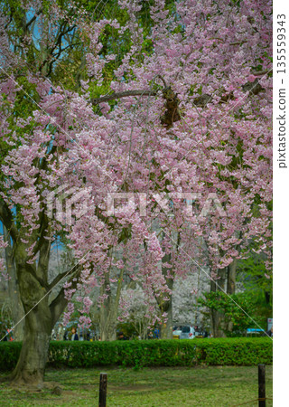 Cherry blossoms in full bloom at Kajo Park, Yamagata Castle Cherry blossoms in full bloom at Kajo Park, Yamagata Castle 135559343