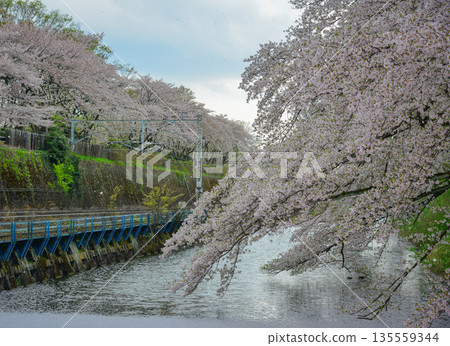 Cherry blossoms in full bloom at Kajo Park, Yamagata Castle Cherry blossoms in full bloom at Kajo Park, Yamagata Castle 135559344