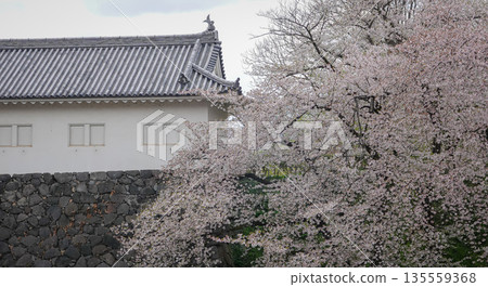Cherry blossoms in full bloom at Kajo Park, Yamagata Castle Cherry blossoms in full bloom at Kajo Park, Yamagata Castle 135559368