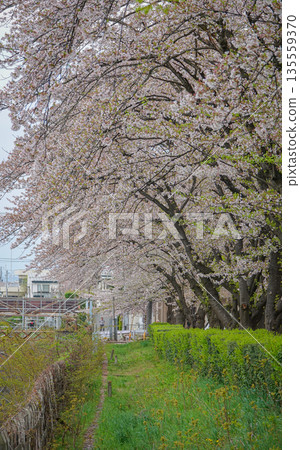 Cherry blossoms in full bloom at Kajo Park, Yamagata Castle Cherry blossoms in full bloom at Kajo Park, Yamagata Castle 135559370