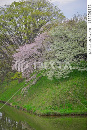 Cherry blossoms in full bloom at Kajo Park, Yamagata Castle Cherry blossoms in full bloom at Kajo Park, Yamagata Castle 135559371