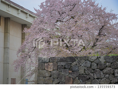 Cherry blossoms in full bloom at Kajo Park, Yamagata Castle Cherry blossoms in full bloom at Kajo Park, Yamagata Castle 135559373