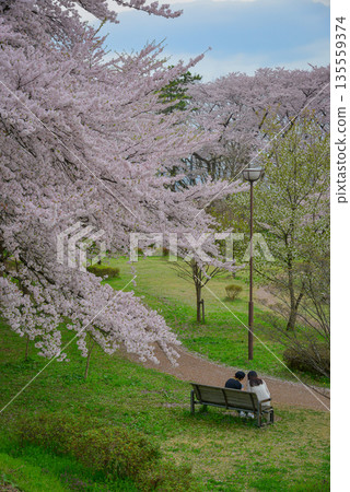 Cherry blossoms in full bloom at Kajo Park, Yamagata Castle Cherry blossoms in full bloom at Kajo Park, Yamagata Castle 135559374