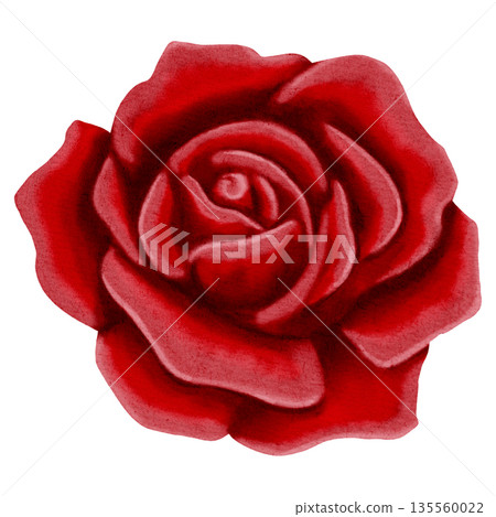 Beautiful hand-drawn watercolor red rose flower. Elegant floral element for romantic designs, Valentine's Day, and wedding invitations, packaging, textiles, postcards 135560022