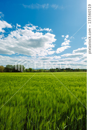 A large field with green spikelets. A field where rye and wheat ripen. 135560519