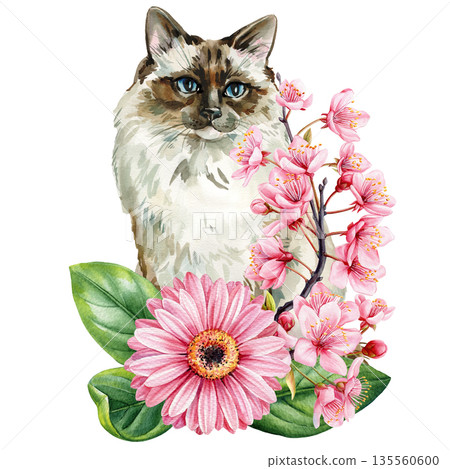 Blue eyed cat portrait with pink cherry blossoms and gerbera daisy watercolor floral pet clipart isolated on white Blue eyed cat portrait with pink cherry blossoms and gerbera daisy watercolor floral pet clipart isolated on white 135560600