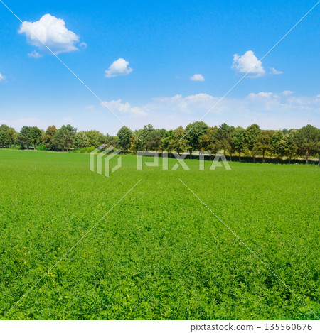 Vibrant Green Alfalfa Field Under a Clear Blue Summer Sky Vibrant Green Alfalfa Field Under a Clear Blue Summer Sky 135560676