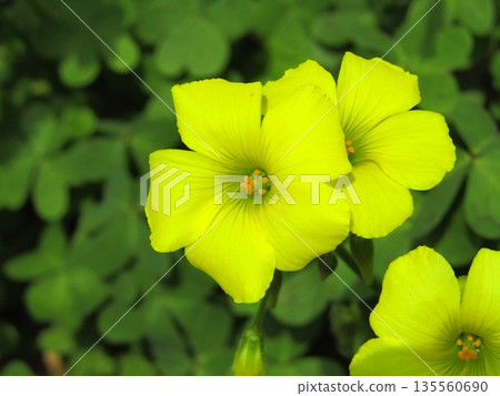 Yellow Oxalis morifolia flowers bloom in the spring in March and April. Yellow Oxalis morifolia flowers bloom in the spring in March and April. 135560690