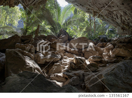 Scenic view of The green palm trees in natural light with stalactites and stalagmites inside of Cave in the foreground. Scenic view of The green palm trees in natural light with stalactites and stalagmites inside of Cave in the foreground. 135561167