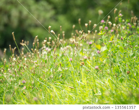 A cluster of plantain and red clover 135561357