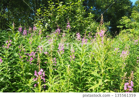 Fireweed Chamerion angustifolium is a perennial herb in the Onagraceae Evening Primrose family. Meadow field. A Blow of Wind. Orzega, Karelia. Taiga Nature. Pink blooming Sally, fireweed or Ivan tea Fireweed Chamerion angustifolium is a perennial herb in the Onagraceae Evening Primrose family. Meadow field. A Blow of Wind. Orzega, Karelia. Taiga Nature. Pink blooming Sally, fireweed or Ivan tea 135561359