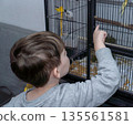 A view from behind of a young boy in a grey sweatshirt pointing his finger at yellow and green parakeets inside a tall wire cage. The image captures a moment of curiosity, childhood wonder, and intera 135561581