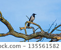 A detailed shot of a Corvus cornix (Hooded Crow) sitting on a textured, leafless branch. The bird is captured in profile against a vibrant blue sky, highlighting its grey and black plumage and natural 135561582
