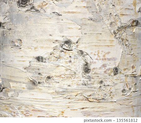 The birch bark texture or background. Macro shot is made by means of stacking technology trunk. Texture made of birch tree bark. Beautiful birch trunk background. Conceptual image. Peaceful nature. The birch bark texture or background. Macro shot is made by means of stacking technology trunk. Texture made of birch tree bark. Beautiful birch trunk background. Conceptual image. Peaceful nature. 135561812