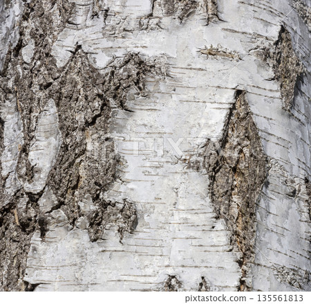 The birch bark texture or background. Macro shot is made by means of stacking technology trunk. Texture made of birch tree bark. Beautiful birch trunk background. Conceptual image. Peaceful nature. The birch bark texture or background. Macro shot is made by means of stacking technology trunk. Texture made of birch tree bark. Beautiful birch trunk background. Conceptual image. Peaceful nature. 135561813