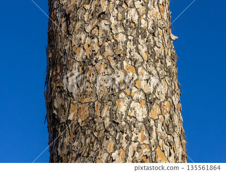 Maritime Pine, Pinus pinaster trunk symbol. Texture made of maritime pine tree bark. Beautiful Maritime Pine, Pinus pinaster trunk background. Beautiful blue sky. Conceptual image. Peaceful nature. Maritime Pine, Pinus pinaster trunk symbol. Texture made of maritime pine tree bark. Beautiful Maritime Pine, Pinus pinaster trunk background. Beautiful blue sky. Conceptual image. Peaceful nature. 135561864