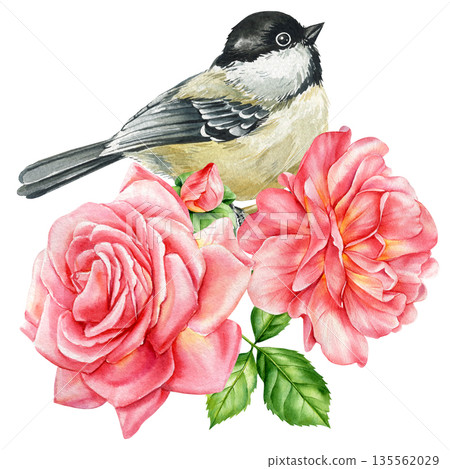 Watercolor Chickadee Bird with Pink Roses, Floral Bouquet Botanical Illustration, Spring Garden Clipart Watercolor Chickadee Bird with Pink Roses, Floral Bouquet Botanical Illustration, Spring Garden Clipart 135562029