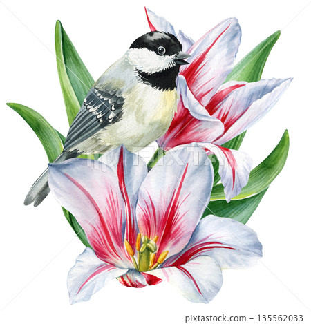 Watercolor Chickadee Bird with White Lily Flower, Botanical Spring Illustration Isolated on White 135562033