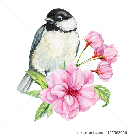 Chickadee bird cherry blossoms watercolor illustration with sakura branch isolated on white for spring greeting cards and decor 135562036