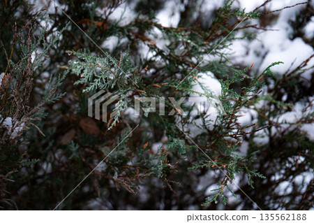 Frozen Pine Twig with Snow and Ice Drops Frozen Pine Twig with Snow and Ice Drops 135562188