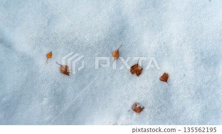 Orange-brown leaves scattered over a blanket of white snow. 135562195
