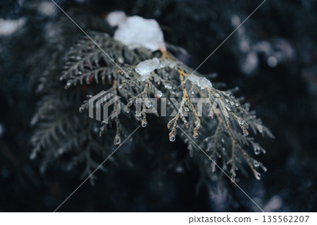 Frozen Pine Twig with Snow and Ice Drops 135562207