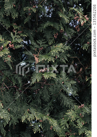 Frozen Pine Twig with Snow and Ice Drops Frozen Pine Twig with Snow and Ice Drops 135562208
