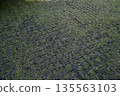 Modern plastic grass paver grid installed over a patchy lawn, providing ground 135563103