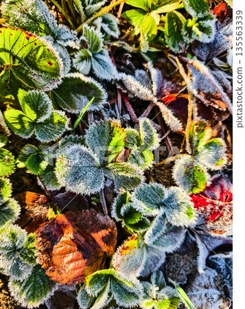 Sunlit, frost-covered leaves. A warm, early morning composition, where golden light contrasts with icy crystals of frost. Bright greenery dusted with frost creates a cozy, seasonal mood. 135563339