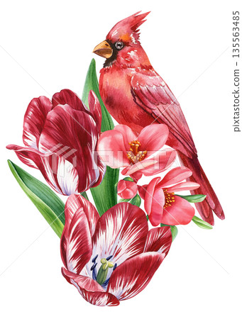 Watercolor northern cardinal with red and white striped tulips, spring floral bouquet clipart isolated on white Watercolor northern cardinal with red and white striped tulips, spring floral bouquet clipart isolated on white 135563485