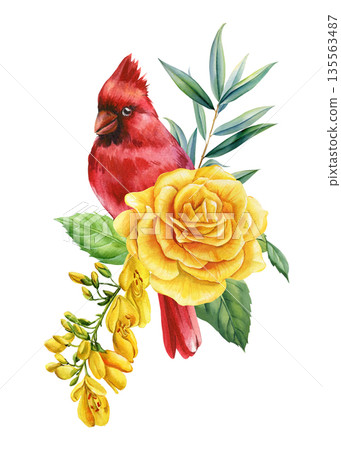 Watercolor red cardinal with yellow rose, forsythia and eucalyptus leaves, spring botanical clipart isolated 135563487