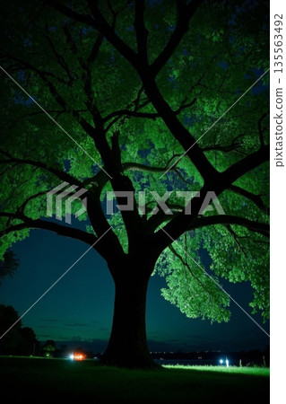 glowing tree landscape at night 135563492