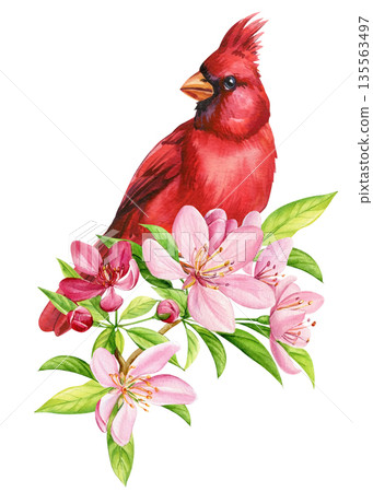 Watercolor red cardinal perched on blooming branch with pink flowers and green leaves, isolated on white 135563497
