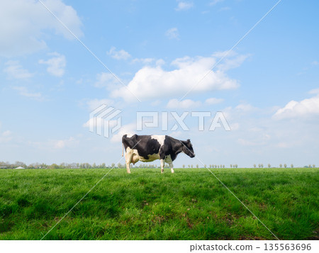 A peaceful scene of one cow grazing freely on a rural meadow during a sunny day. A peaceful scene of one cow grazing freely on a rural meadow during a sunny day. 135563696