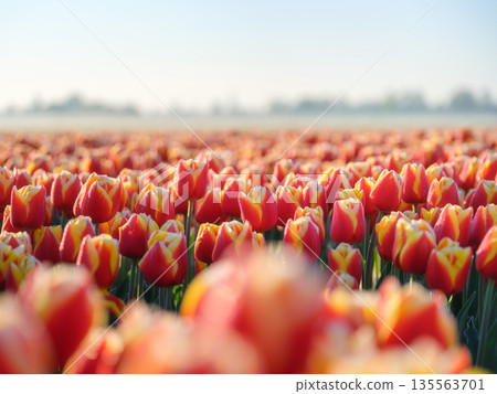 Vibrant rows of blooming tulips in Dutch countryside near Lisse, Netherlands. Vibrant rows of blooming tulips in Dutch countryside near Lisse, Netherlands. 135563701