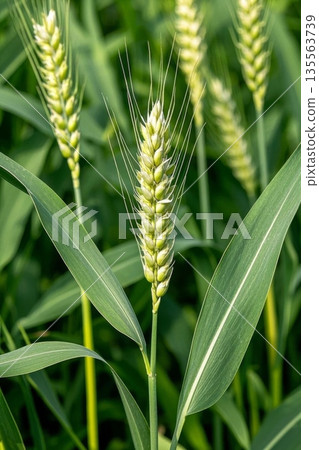 Close-up of wheat growing in the field 135563739
