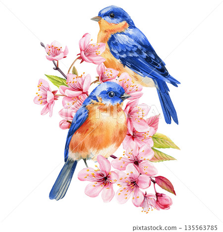 Bluebird pair with cherry blossoms watercolor spring birds among pink sakura flowers and buds with fresh green leaves isolated 135563785