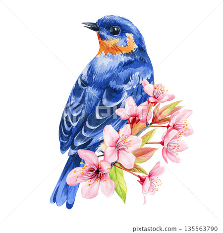 Bluebird with cherry blossoms watercolor spring bird perched on sakura branch with pink flowers and fresh green leaves Bluebird with cherry blossoms watercolor spring bird perched on sakura branch with pink flowers and fresh green leaves 135563790