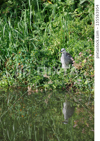 Grey heron standing on the riverbank 135563954