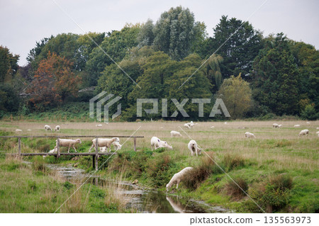 英國草地上站著的白羊 135563973
