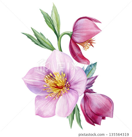 Hellebore pink flower watercolor with soft buds and green leaves isolated on white background for spring wedding stationery Hellebore pink flower watercolor with soft buds and green leaves isolated on white background for spring wedding stationery 135564319