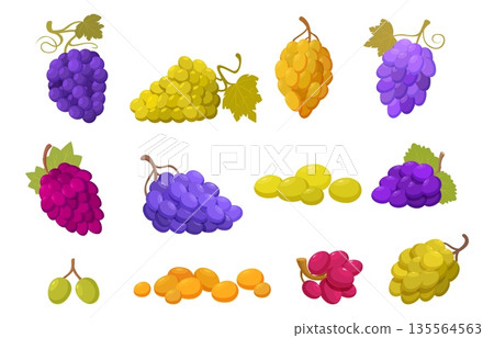 Cartoon grape bunches. Grapes with leaves, vineyard ripe berries red purple green. Natural sweet fresh fruits, dessert and wine production, sapid vector set 135564563
